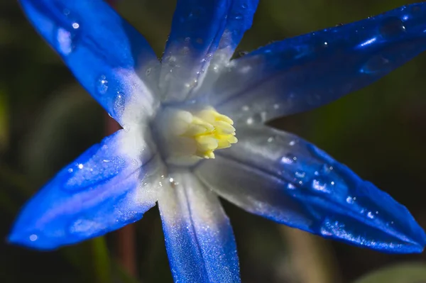 庭の美しい花 — ストック写真