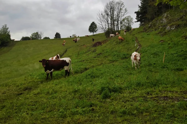 Vaches Broutant Dans Prairie — Photo