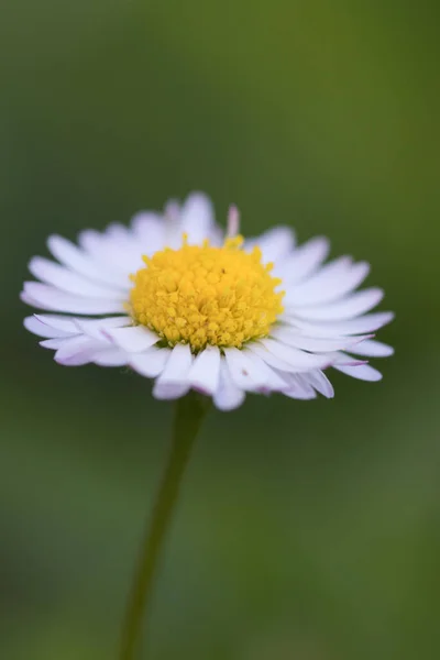 Όμορφο Λευκό Λουλούδι Μαργαρίτα Στον Κήπο — Φωτογραφία Αρχείου
