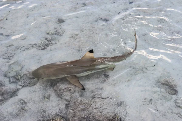 一只漂亮的白鲨在水里游泳的特写镜头 — 图库照片