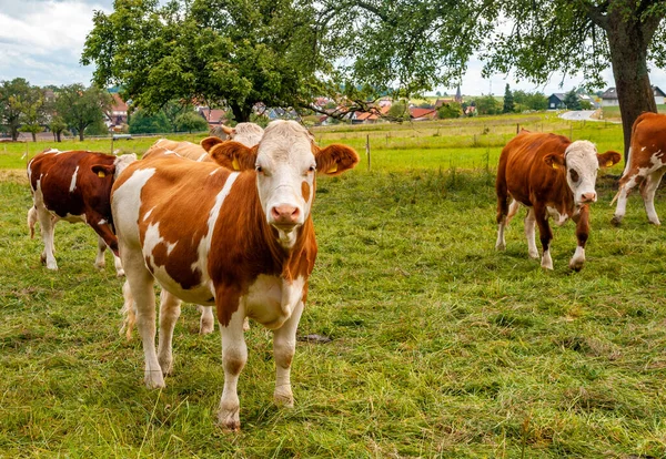 Cows Green Meadow — Stock Photo, Image