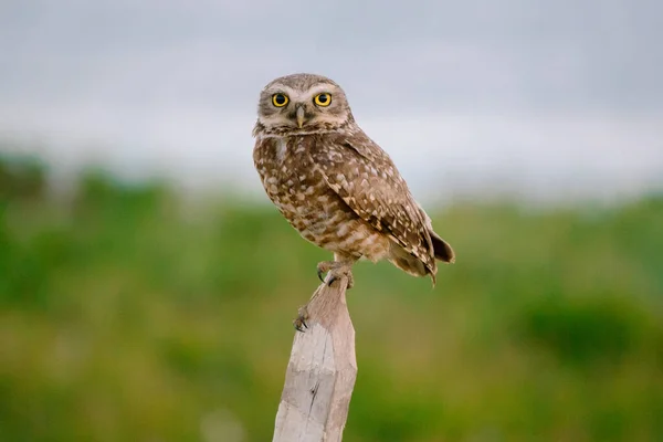 Close Bird — Stock Photo, Image