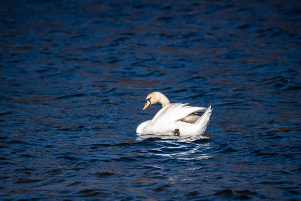 白い白鳥が水中で泳いでいる — ストック写真