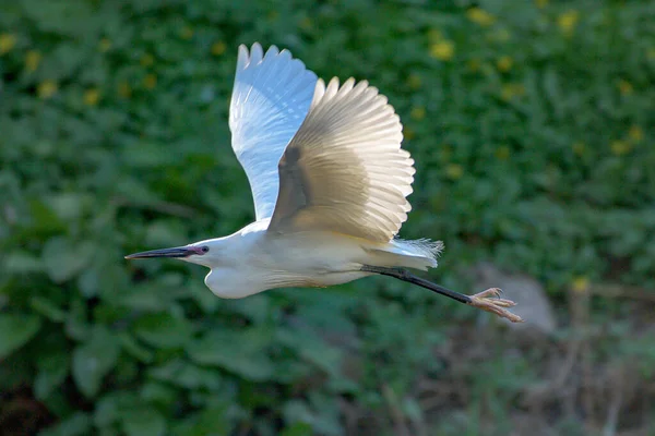 Aigrette Blanche Vol — Photo