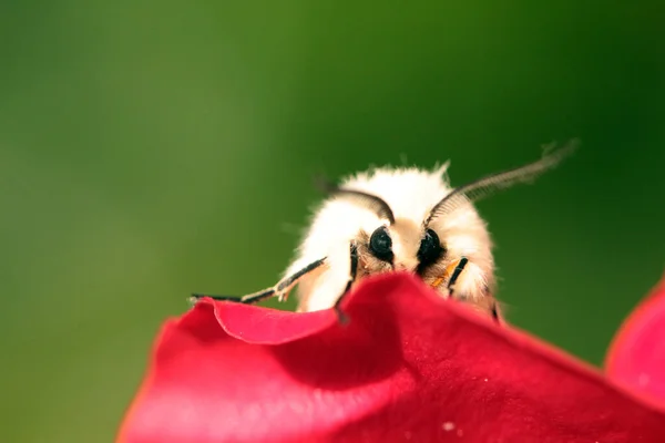 Macro Uitzicht Een Prachtige Hommel — Stockfoto