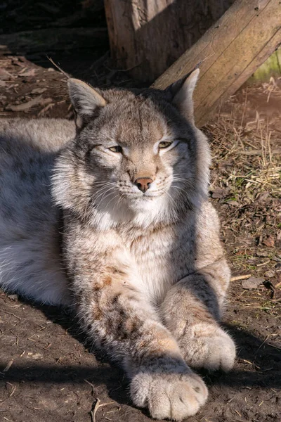 Ormandaki Kedi — Stok fotoğraf