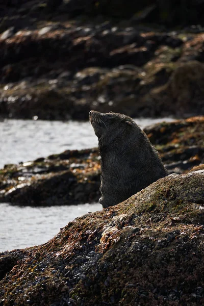 Tiro Close Cão Preto Branco Uma Praia Rochosa — Fotografia de Stock