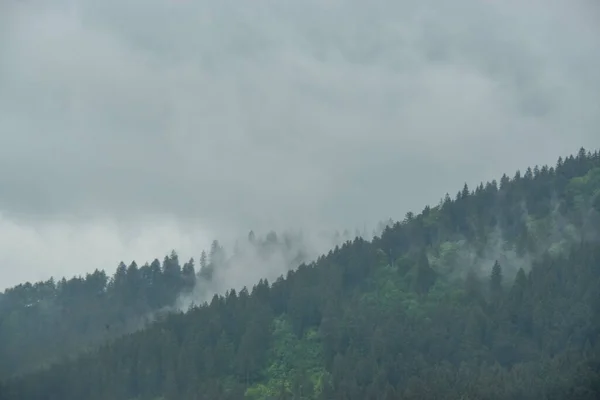 Красивий Краєвид Лісом Хмарним Небом — стокове фото