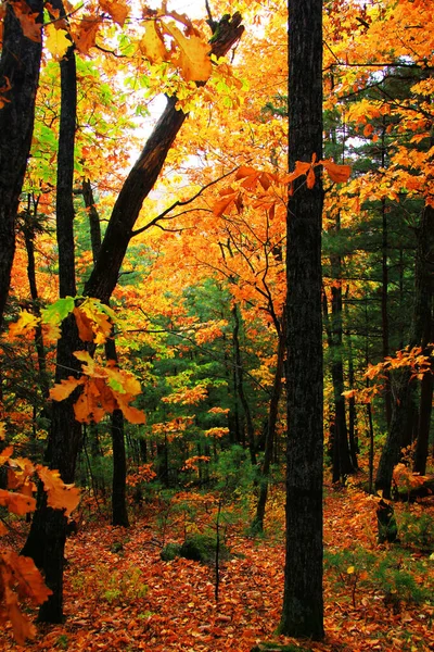 Floresta Outono Com Folhas Coloridas — Fotografia de Stock