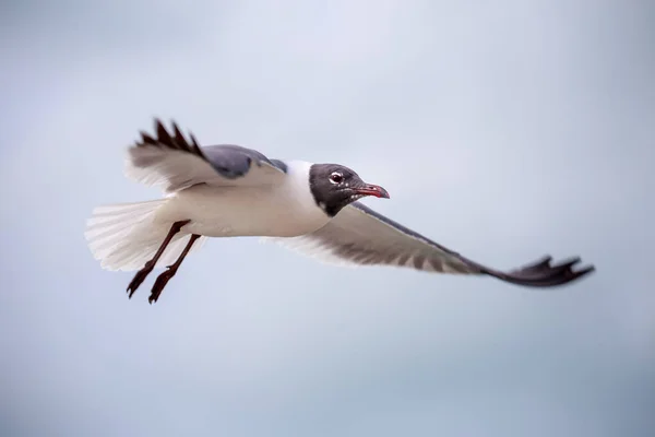 Gaivota Voando Céu — Fotografia de Stock