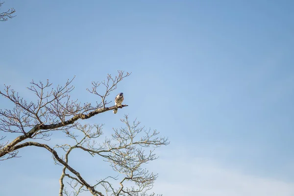 Ağaçtaki Kuş — Stok fotoğraf