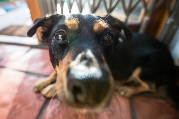 Retrato Cão Bonito — Fotografia de Stock