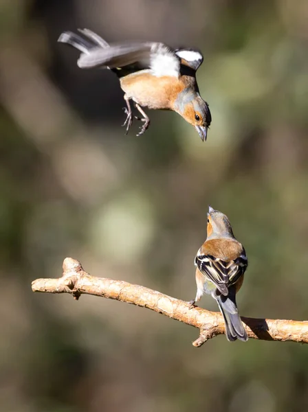 Vacker Utsikt Över Vacker Fågel Naturen — Stockfoto