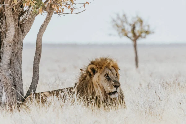 Лев Саванне Африки — стоковое фото