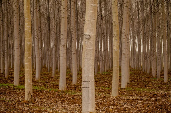 Ağaçlar Yapraklarla Dolu Sonbahar Ormanı — Stok fotoğraf