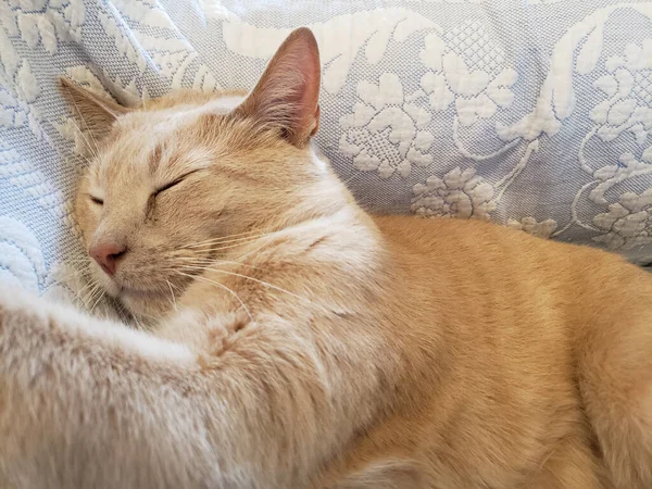 Красивая Кошка Лежит Диване — стоковое фото