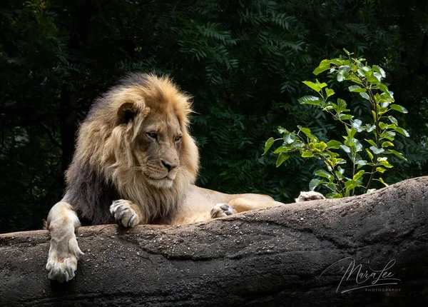 Lion Dans Zoo — Photo