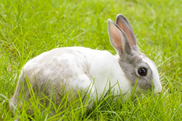 Lapin Blanc Dans Herbe — Photo