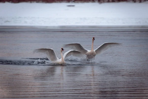 Cisne Branco Lago — Fotografia de Stock