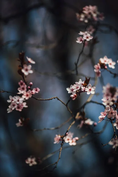 Vakre Blomster Fra Vårtreet Hagen – stockfoto