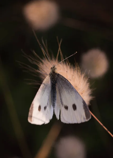 Piękny Motyl Kwiatku — Zdjęcie stockowe