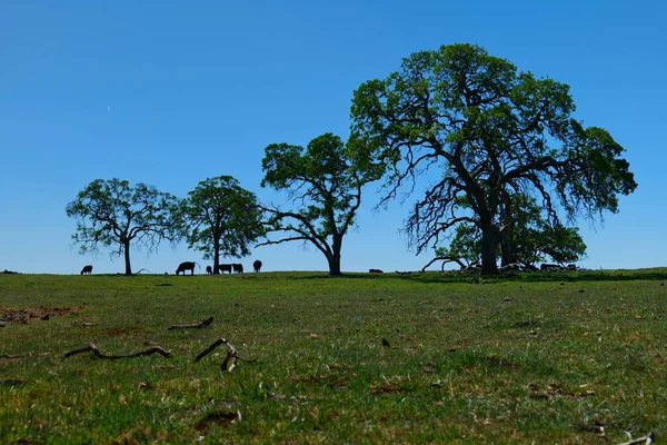 Hermoso Paisaje Con Árbol Cielo Azul —  Fotos de Stock