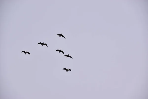 Flock Fåglar Himlen — Stockfoto