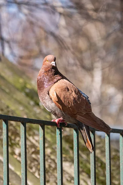 Pássaro Está Sentado Uma Cerca Parque Cidade — Fotografia de Stock