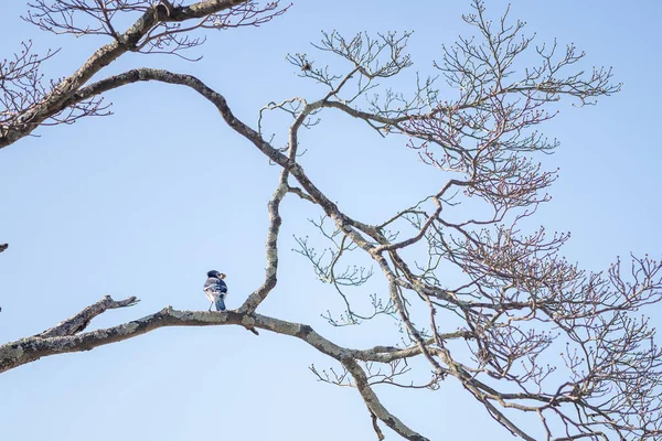 Uccello Nella Foresta — Foto Stock