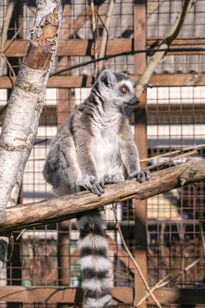 Lemure Seduto Sull Albero — Foto Stock