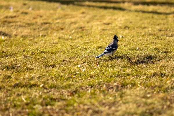 Bird Green Grass — Stock Photo, Image