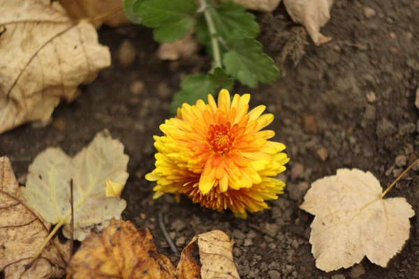 Gelbe Blume Garten — Stockfoto