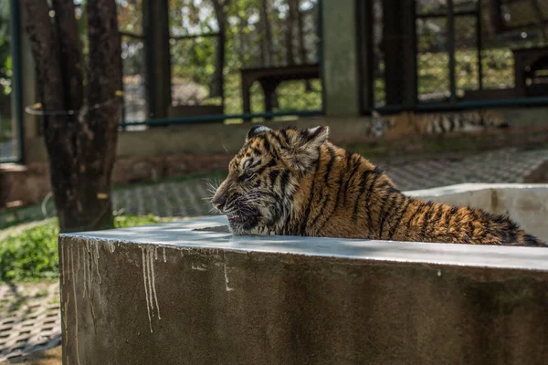 Kat Dierentuin — Stockfoto