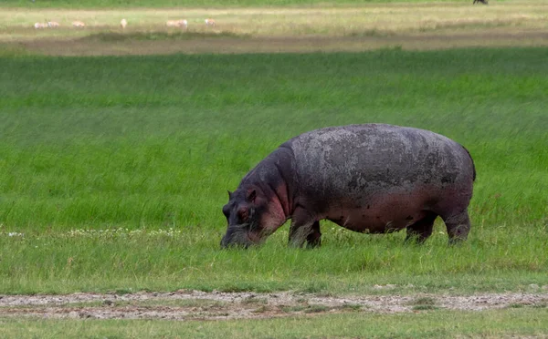 Nahaufnahme Eines Spitzmaulnashorns — Stockfoto