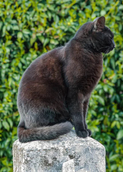 옥상에 고양이 — 스톡 사진