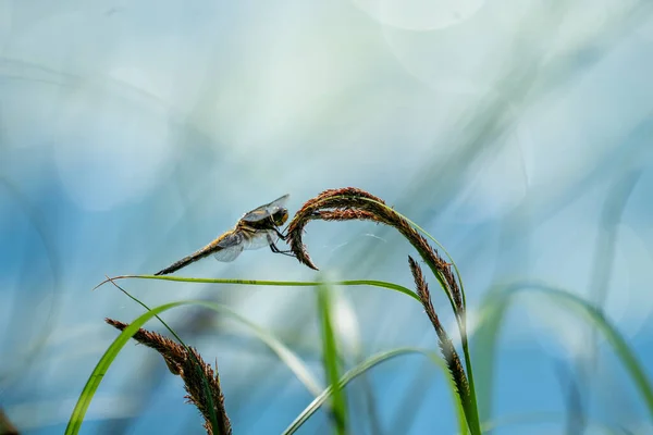 Mooi Botanisch Schot Natuurlijk Behang — Stockfoto