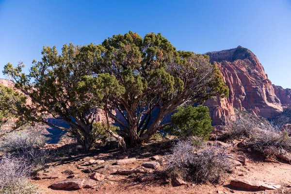 Beautiful View Grand Canyon National Park Utah Usa — Stock Photo, Image