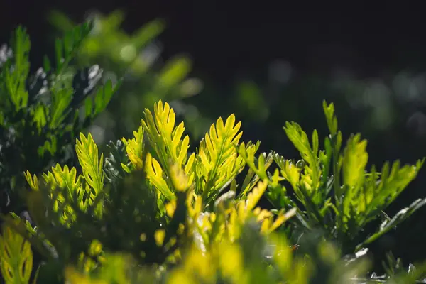 Πράσινα Φύλλα Φόντο Δάσους — Φωτογραφία Αρχείου