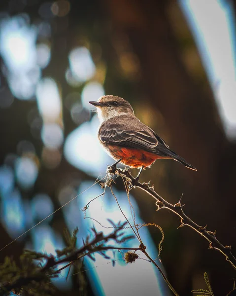 Птах Гілці Лісі — стокове фото