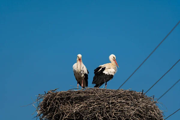 Stork Nest Garden — Stock Photo, Image