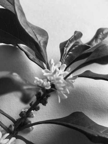 Foto Blanco Negro Una Hermosa Flor — Foto de Stock