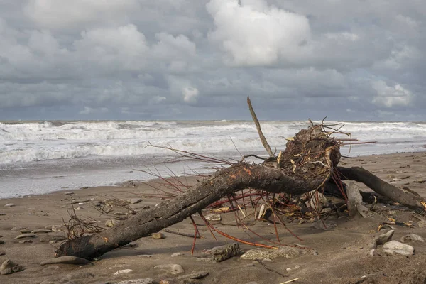 Árbol Muerto Playa — Foto de Stock