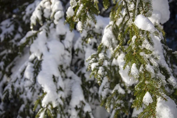 Schnee Bedeckte Bäume Wald — Stockfoto