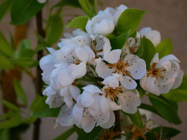 Красивые Белые Цветы Дерева Саду — стоковое фото