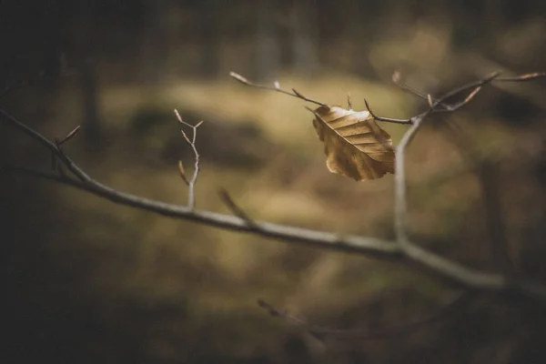 Осенние Листья Флора Листва — стоковое фото