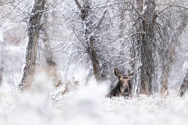 Jovem Lobo Marrom Neve — Fotografia de Stock