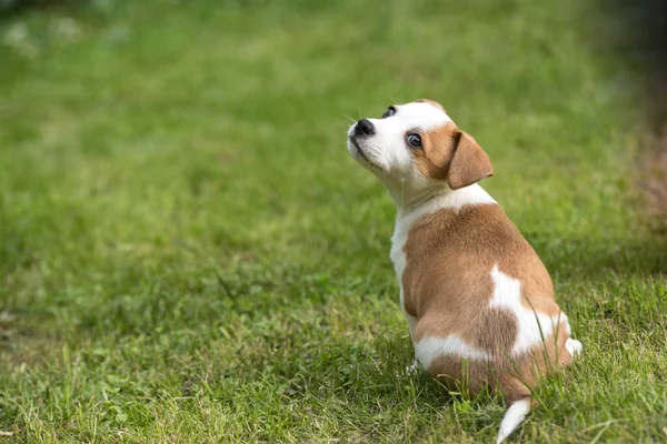 緑の草の背景に犬の髭の子犬 — ストック写真