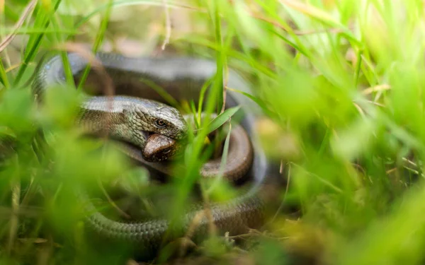 Réptil Serpente Predador Animal — Fotografia de Stock