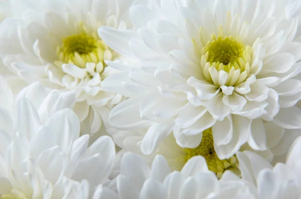 Yeşil Bir Yaprağın Üzerinde Beyaz Kasımpatı Çiçeği — Stok fotoğraf