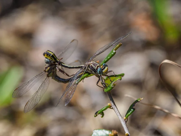 Dragonfly Branch — Stock Photo, Image